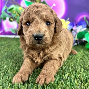 Goldendoodle Puppy Colin