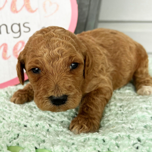 Labradoodle Puppy Henry