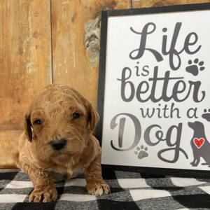 Labradoodle Puppy Henry