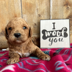 Labradoodle Puppy Henry