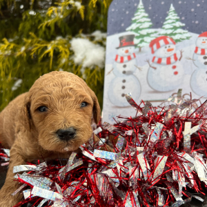 Labradoodle Puppy Henry