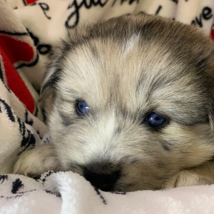 Pomsky Puppy Tex