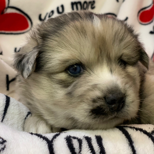 Pomsky Puppy Tex