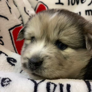 Pomsky Puppy Tex