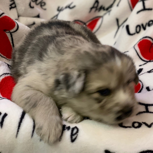 Pomsky Puppy Tex