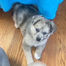 Pomsky Puppy Tex