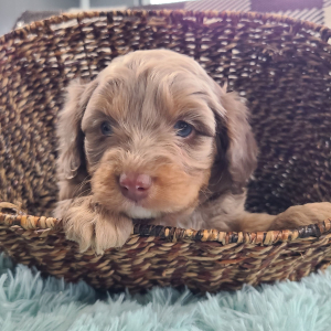 Aussiedoodle Puppy Tatum