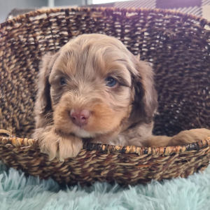 Aussiedoodle Puppy Tatum