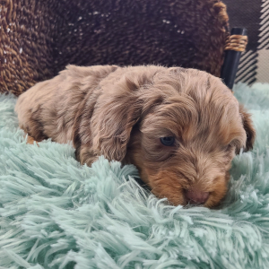 Aussiedoodle Puppy Tatum