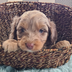 Aussiedoodle Puppy Tatum