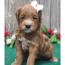 Goldendoodle Puppy Annabelle