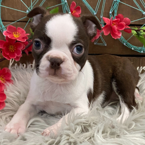 Boston Terrier Puppy Tory