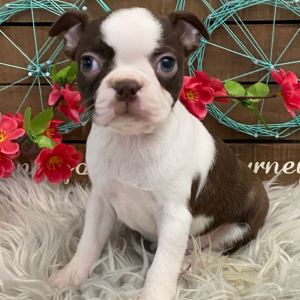 Boston Terrier Puppy Tory