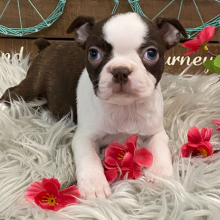 Boston Terrier Puppy Tory