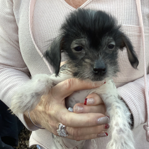 Chinese Crested Puppy The Light