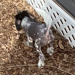 Chinese Crested Puppy The Light