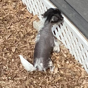 Chinese Crested Puppy The Light