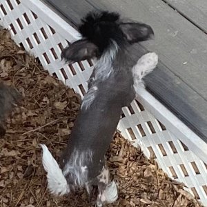Chinese Crested Puppy The Light