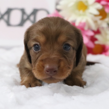 Dachshund Puppy Jasmine