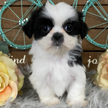 Shih Tzu Puppy Lily