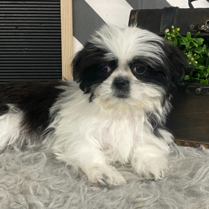 Shih Tzu Puppy Lily