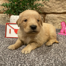 Golden Retriever Puppy Bruno