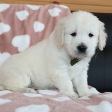 Golden Retriever Puppy Teddy Bear