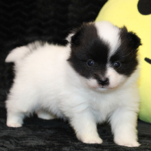 Pomeranian Puppy Leya