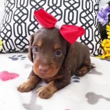 Dachshund Puppy Skipper