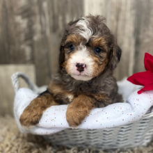 Bernedoodle Puppy Sebastian