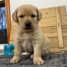 Labrador Retriever Puppy Carrie
