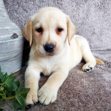 Labrador Retriever Puppy Ella