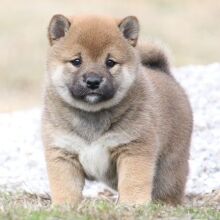 Shiba Inu Puppy Polly