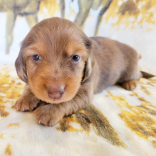 Dachshund Puppy Edwin