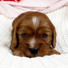 Cavapoo Puppy Wesley