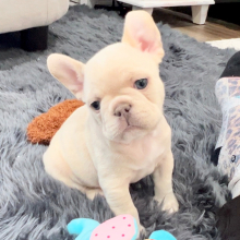 French Bulldog Puppy Platinum Noah