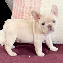 French Bulldog Puppy Platinum Noah