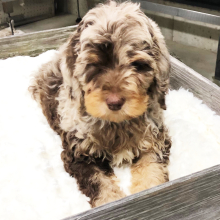 Labradoodle Puppy Coco