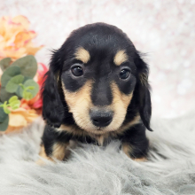 Dachshund Puppy Minnie