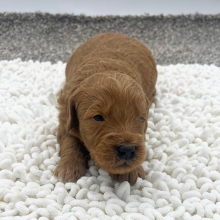 Goldendoodle Puppy Lamar