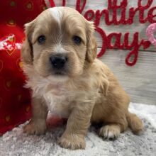Cavalier King Charles Spaniel Puppy Jonas
