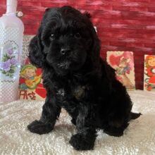 Cavapoo Puppy Zoe