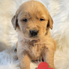 Golden Retriever Puppy Rusty