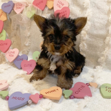 Yorkshire Terrier Puppy Marco