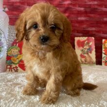 Cavapoo Puppy Wyatt