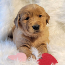 Golden Retriever Puppy Rory