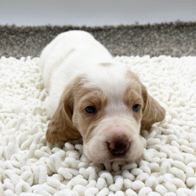 Basset Hound Puppy Aubrey