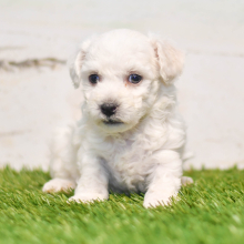 Bichon Frise Puppy Ryder