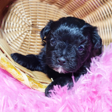 Maltipoo Puppy Oakley
