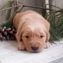 Golden Retriever Puppy Katie